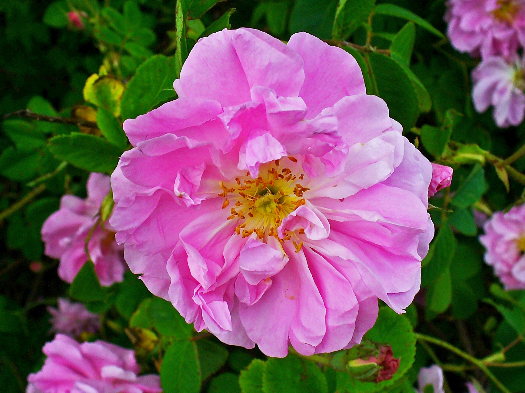 Rosa damascena circondata da foglioline verdi